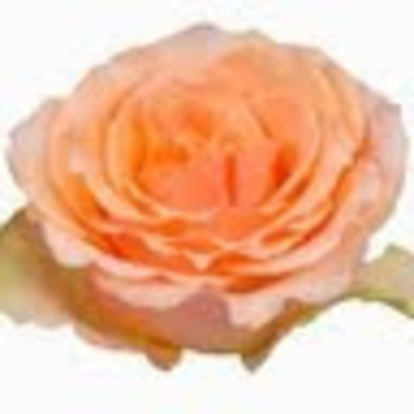 Meet your Posher, Nejie - Picture 1 of 1